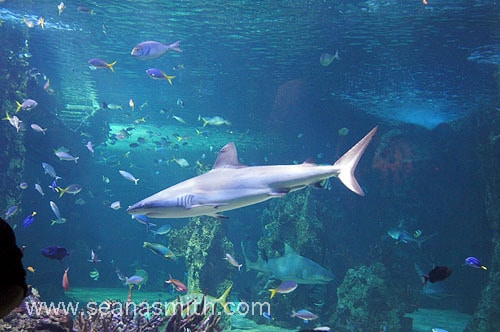 Sydney Aquarium, Darling Harbour - Sydney's Best Animal Encounters