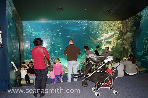 Sydney Aquarium, Darling Harbour - Sydney's Best Animal Encounters