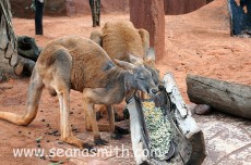 kangarooseat1