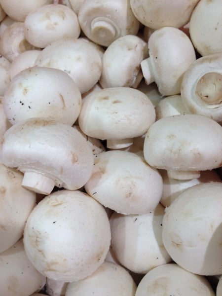 close up mushrooms
