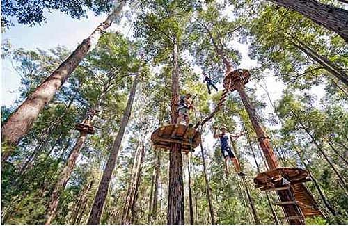 Treetops Adventure Park Sydney