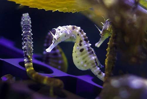 seahorses sydney aquarium harbour