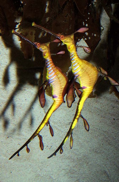 WeedySeadragon seahorses sydney aquarium harbour