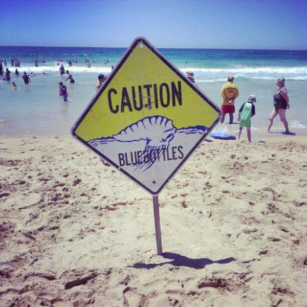 bluebottles sign on beach