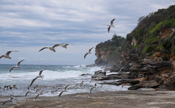 dee why beach seagulls on rock platform