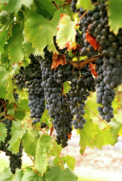 ripe bunch of grapes