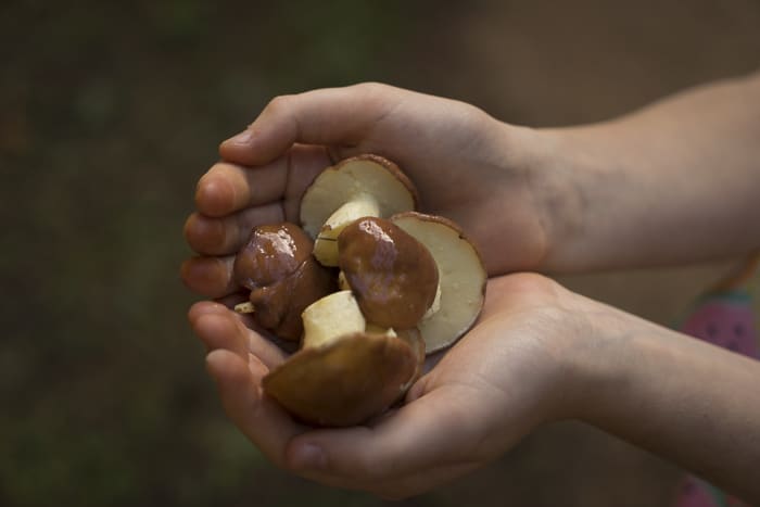 hand holding slippery jack mushrooms oberon
