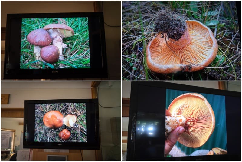 types of mushrooms which can be picked at oberon