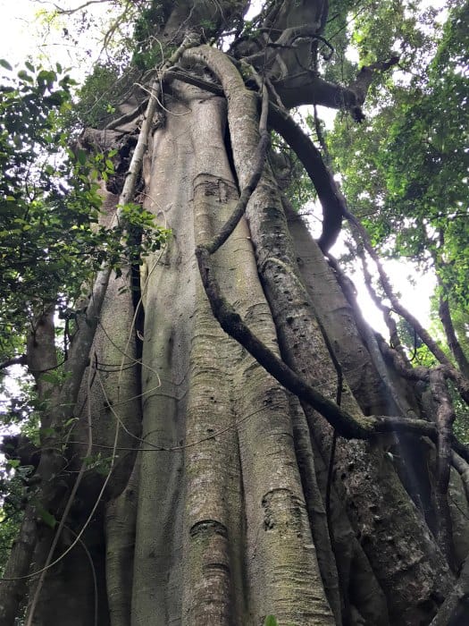Minnamurra Rainforest
