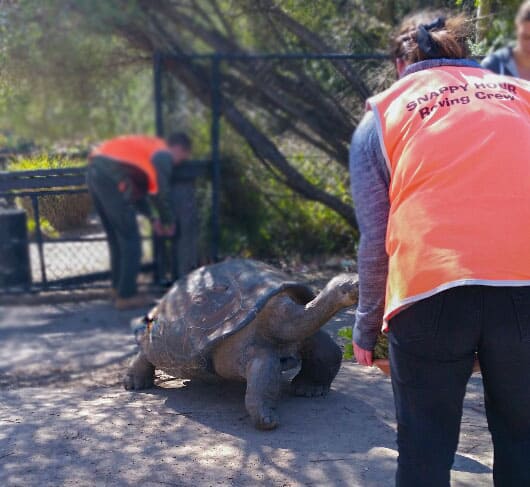 Australian Reptile Park tortoise