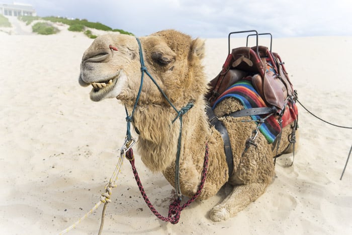 camels port stephens with kids things to do 