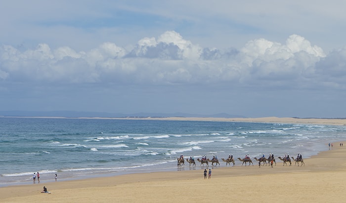 Camels in Birubi 2
