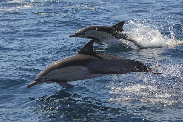 Dolphins Imagine Cruises