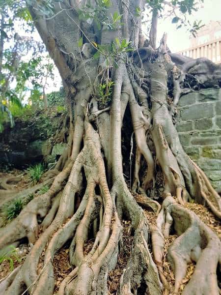 Tree roots in Wendy’s Secret Garden