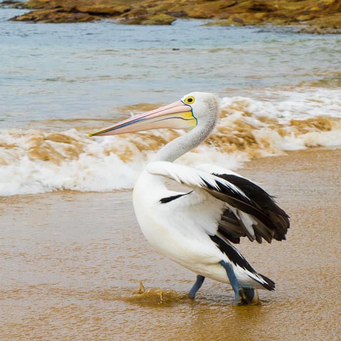 pelican at Flint and Steel Beach 