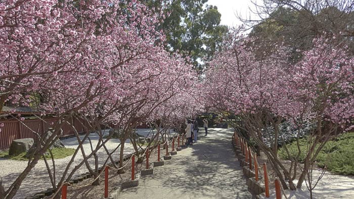 Auburn Botanic Gardes cherry blossom 1