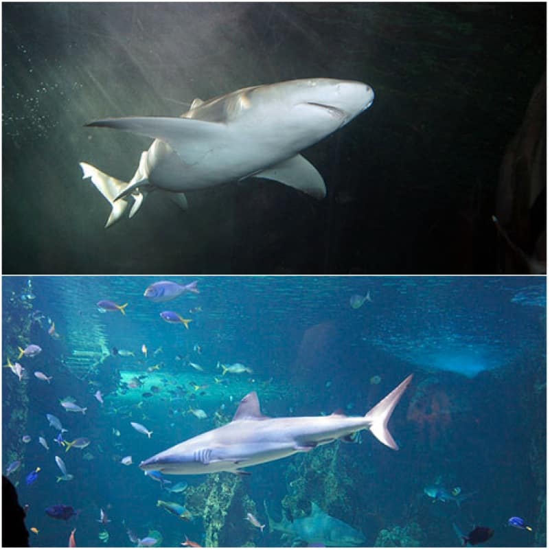 Sharks at Sydney Aquarium