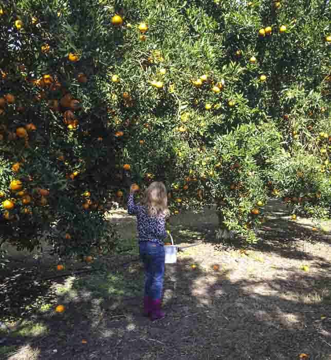 fruit picking sydney