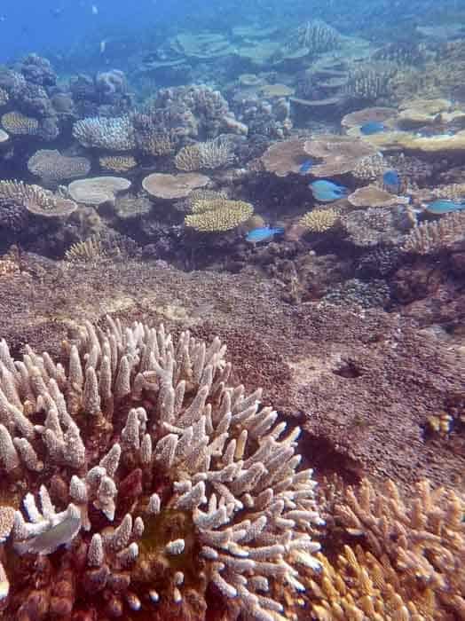 coral reef Drawaqa 6