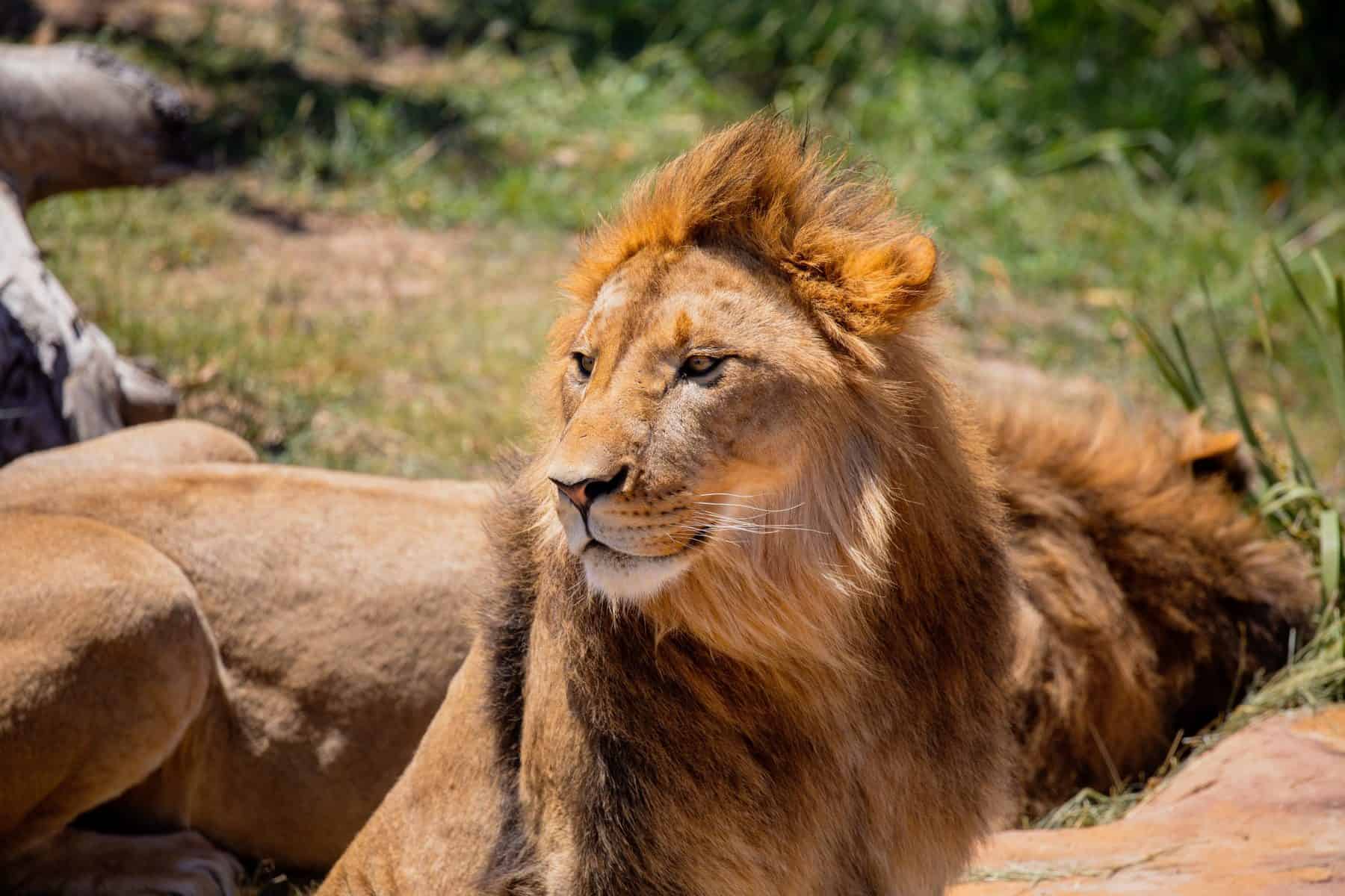 Sydney Zoo Lion scaled