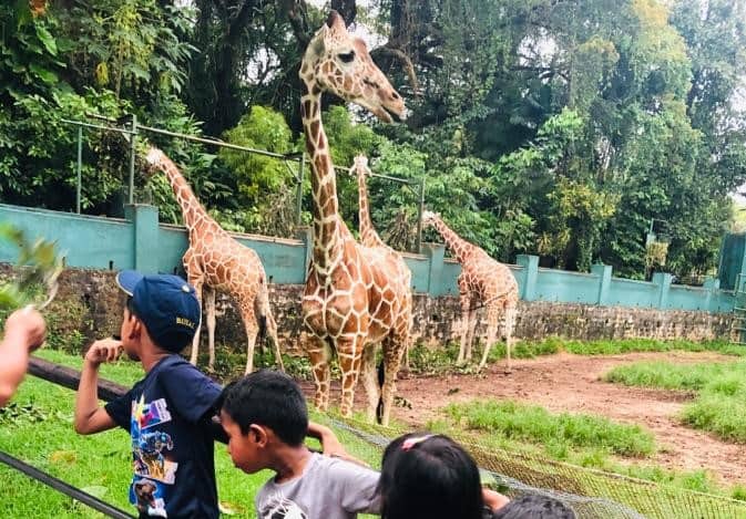 Giraffes at Dehiwala Zoo