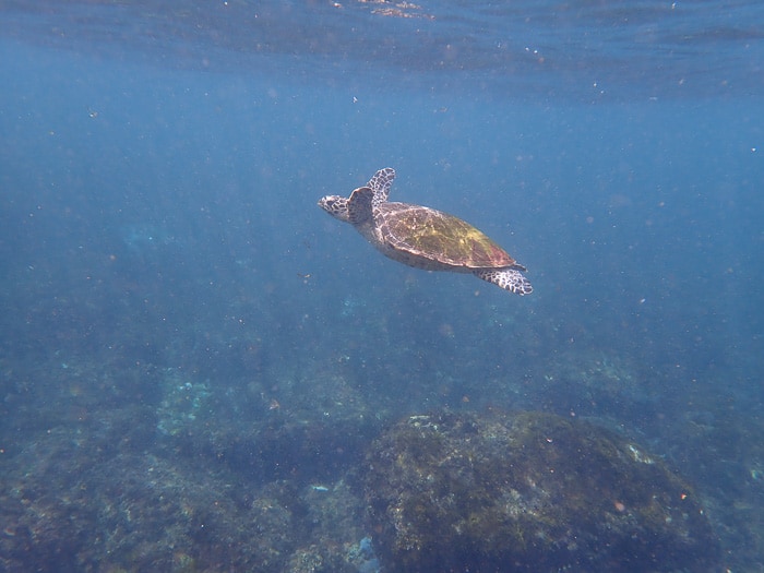 Snorkelling With Turtles Fingal Bay 6