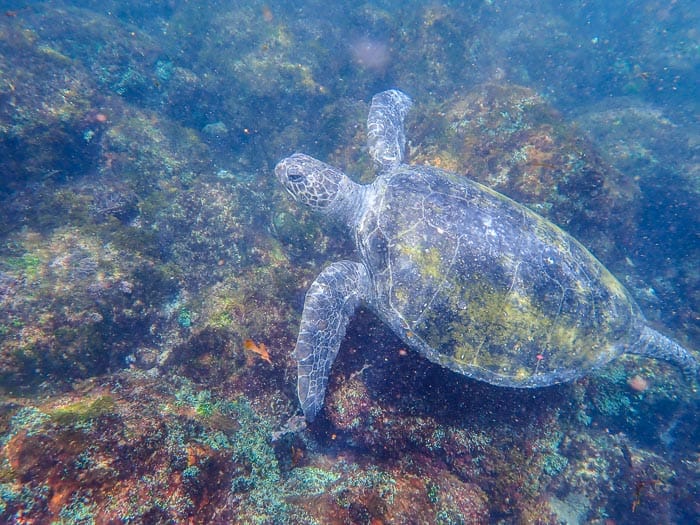 Snorkelling With Turtles Fingal Bay 8