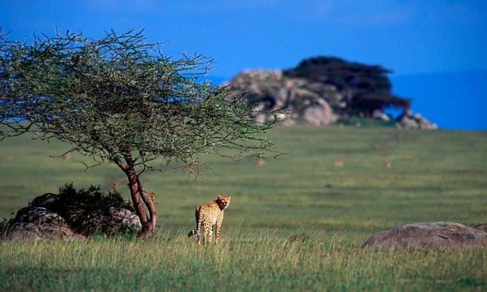 A cheetah in the Serengeti plains 1