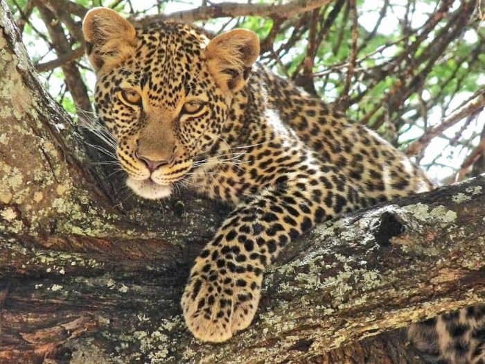 A posing leopard 1
