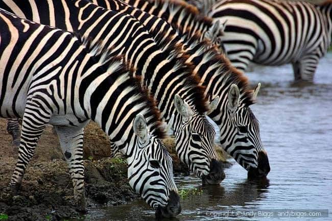 Zebras drinking 1