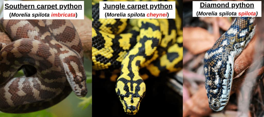 Carpet Python