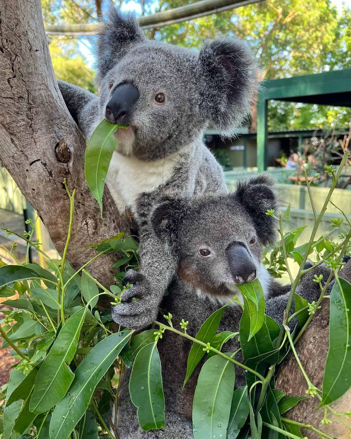 Koala At Featherdale Sydney Wildlife Park