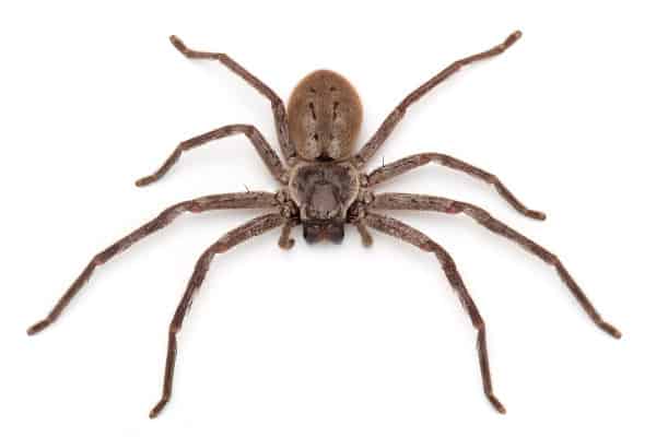 Spiders of Australia: A Kid’s Guide