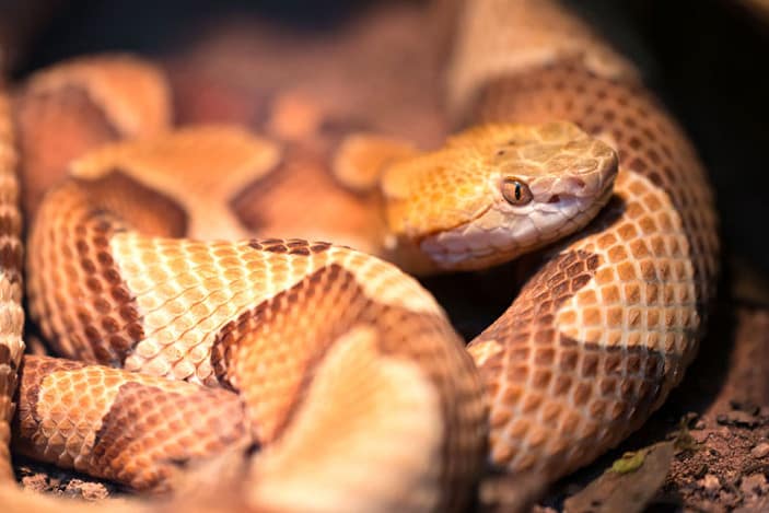 Highlands CopperHeads