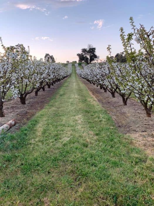 Picture-perfect cherry trees in full bloom at Cherry Haven Orchards in Melbourne, offering a delightful cherry picking experience.