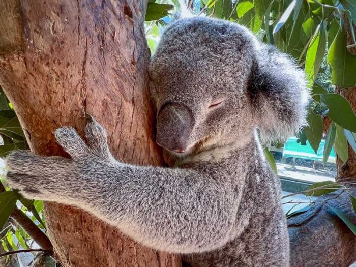 Koala park sanctuary 1