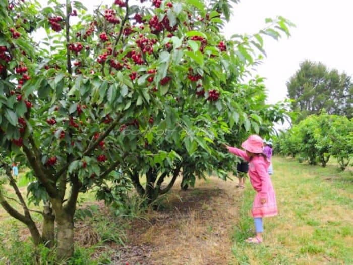 Allambie Orchard