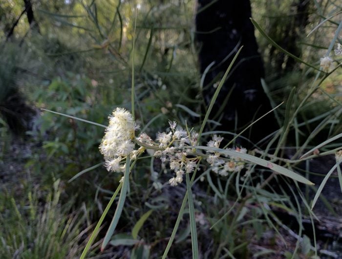 white flower at  telegraph Creek Nature Trail 