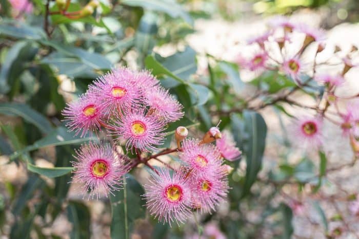 Pink gum blossom Booderee Botanic Garden