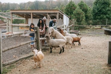 Children happily interacting with adorable sheep in a sunny farm setting, creating joyful and heartwarming moments