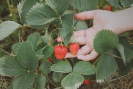 strawberry picking in Adelaide tips 1